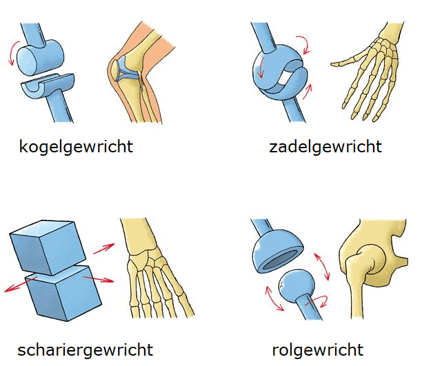 Bewegingsstelsel | Vitamine B6 Vergiftiging